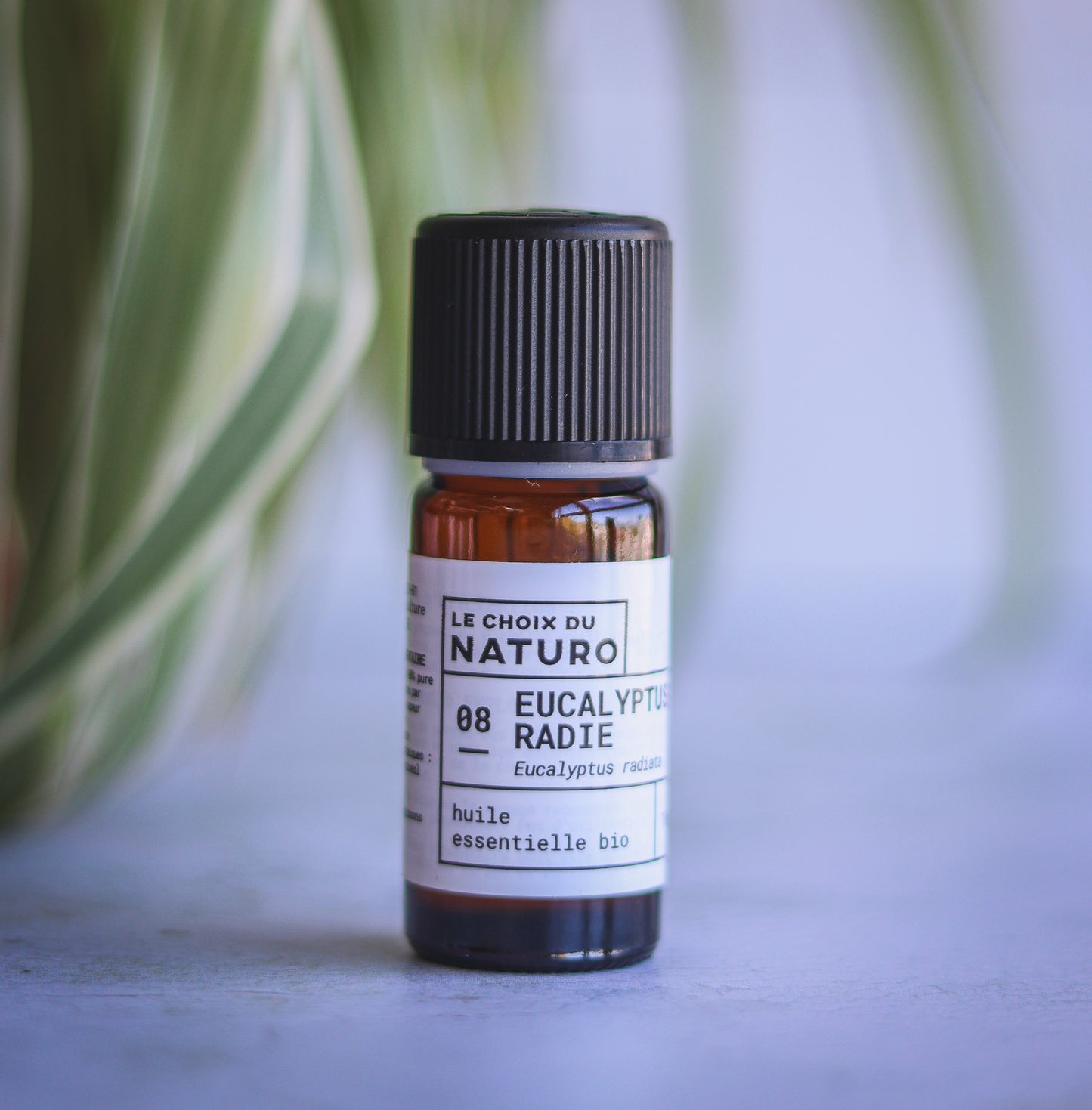 Huile essentielle d'Eucalyptus radié bio 2