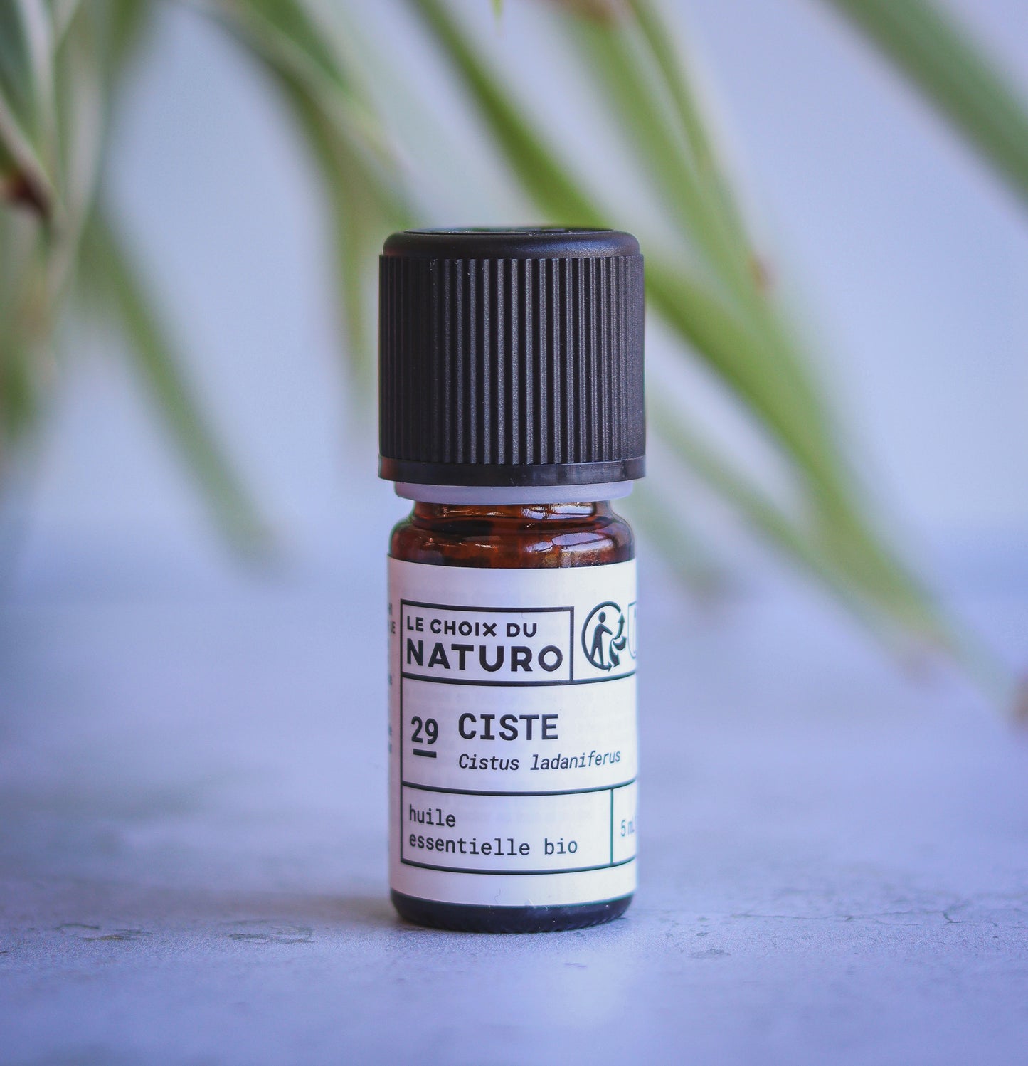 Huile essentielle de Ciste bio 2